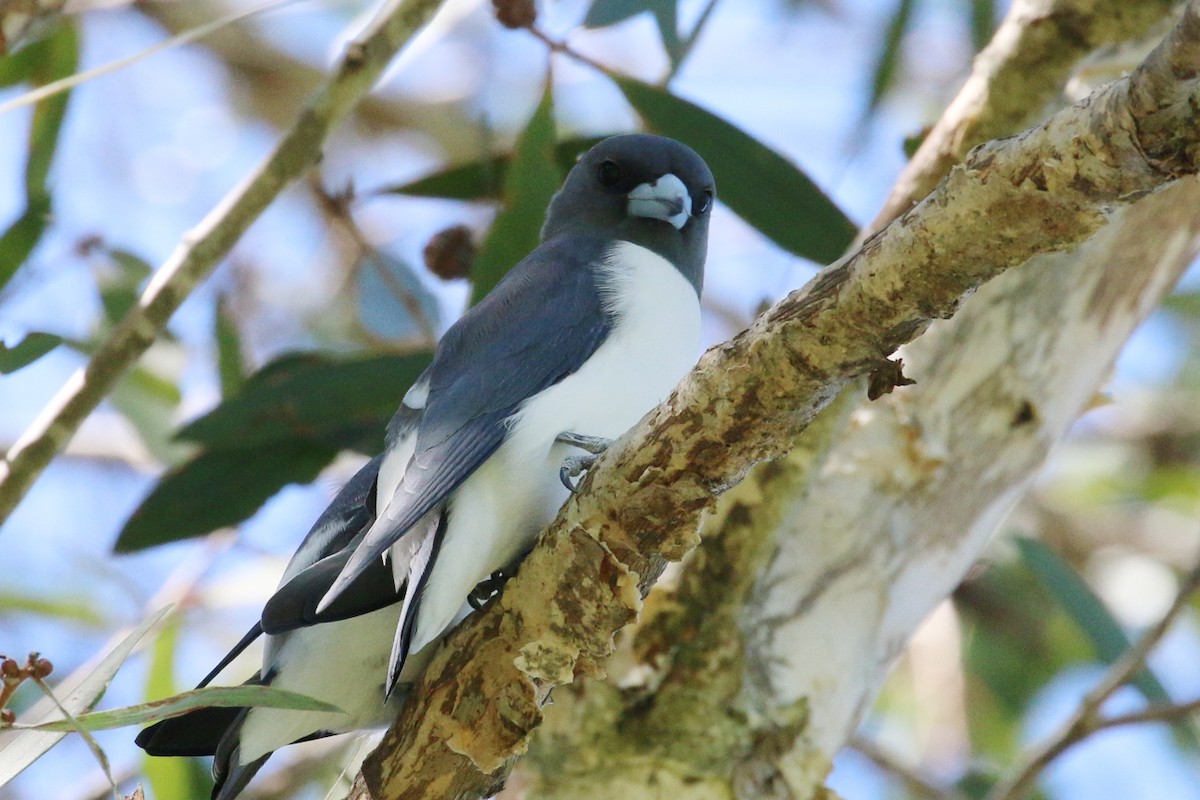 White-breasted Woodswallow - ML530007441