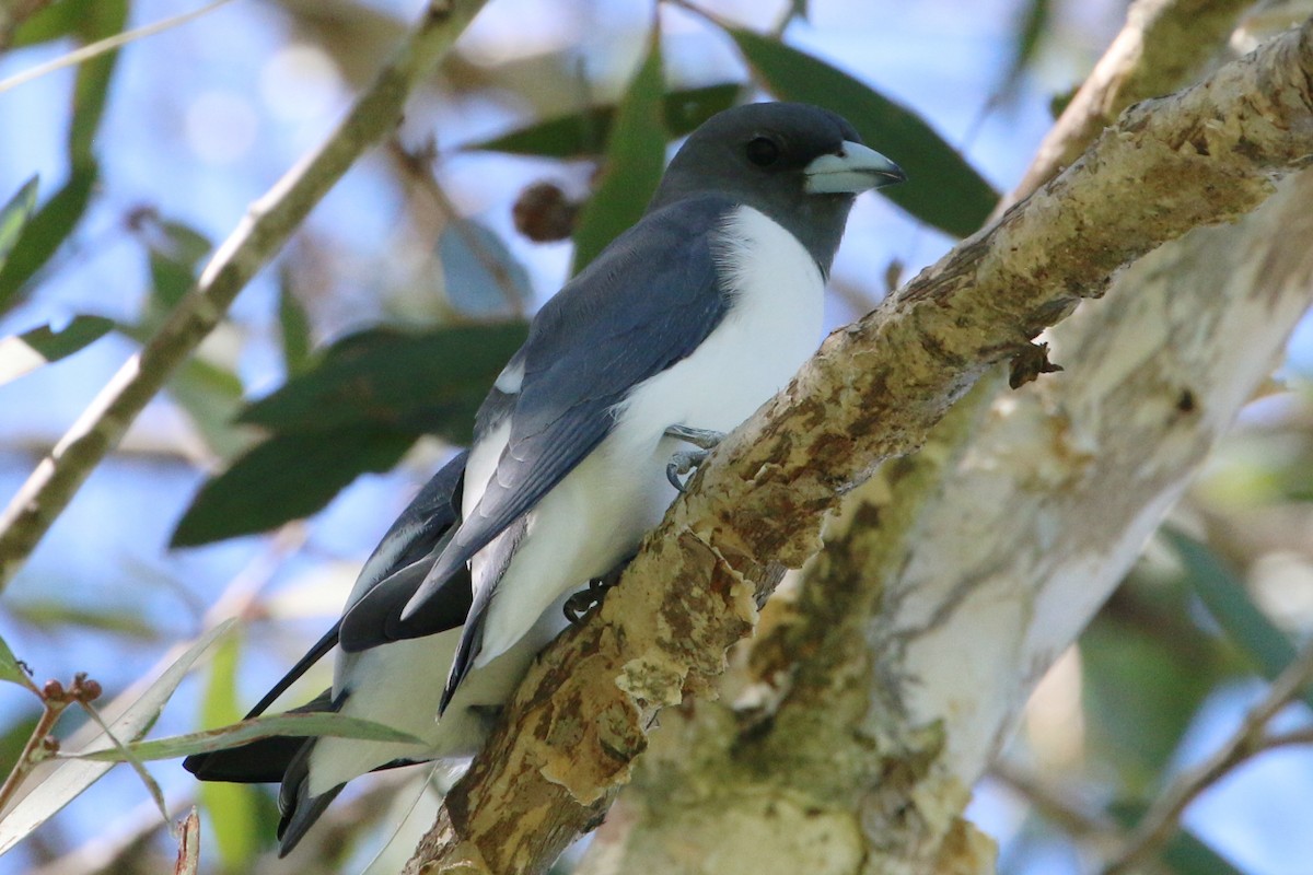 White-breasted Woodswallow - ML530007451