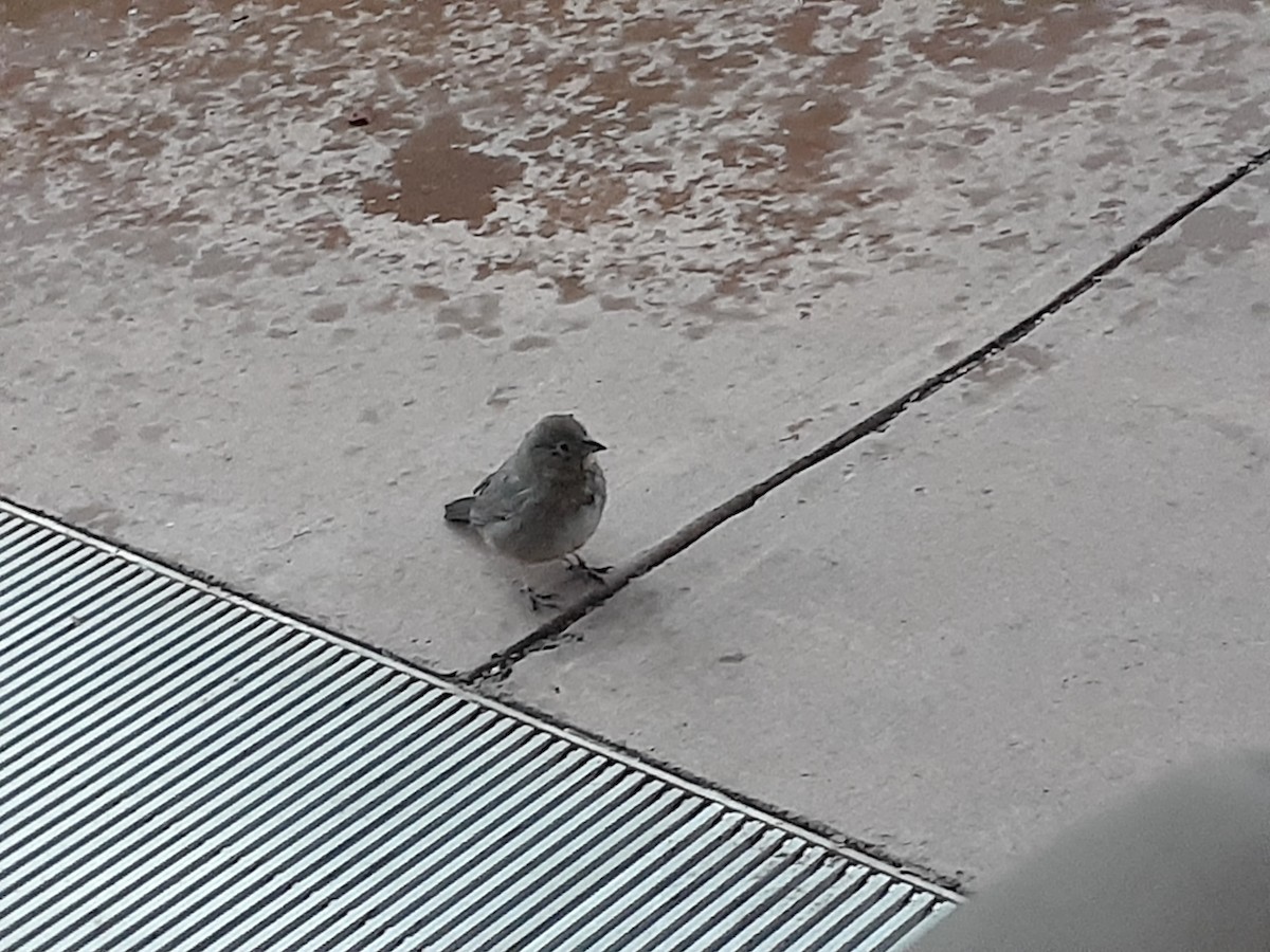 Canyon Towhee - ML530008101
