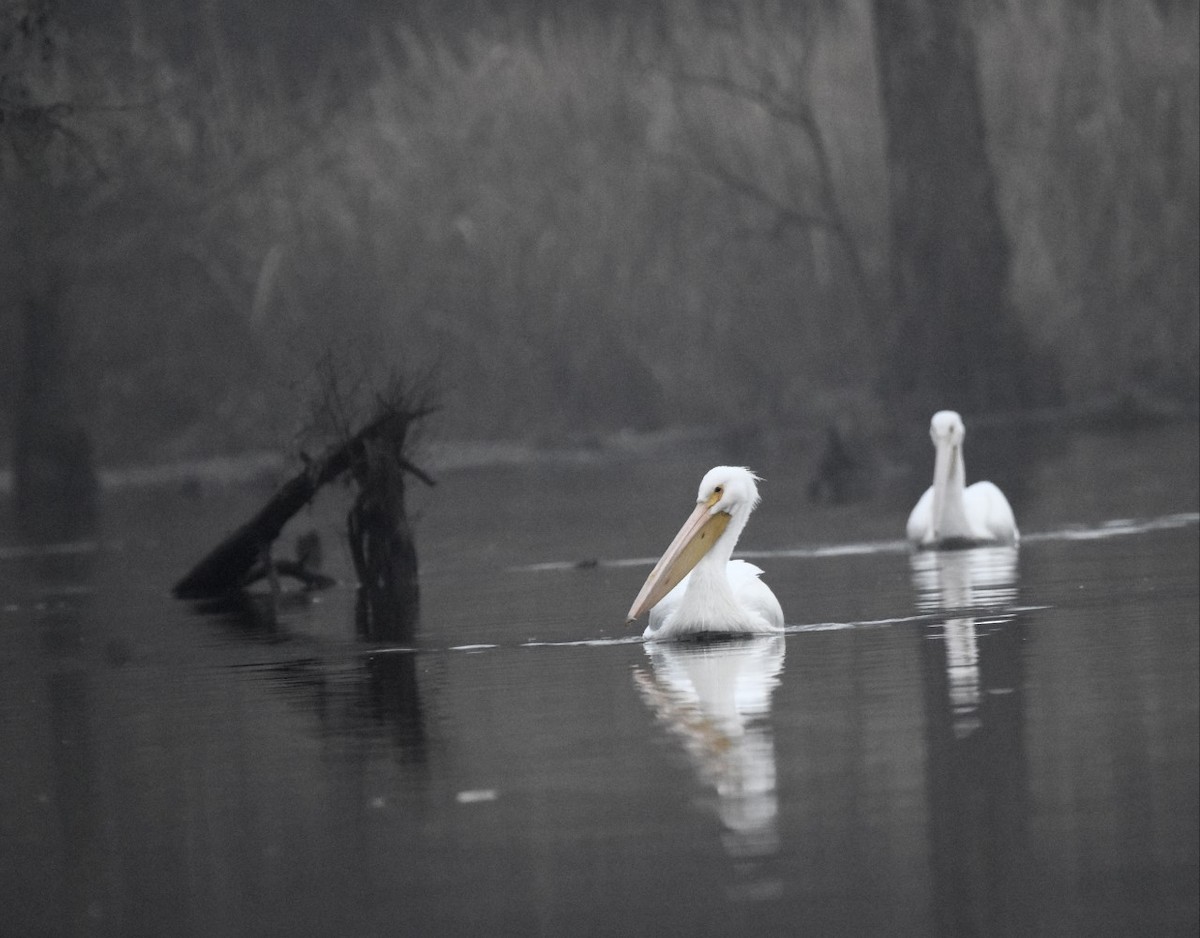 American White Pelican - ML530008621