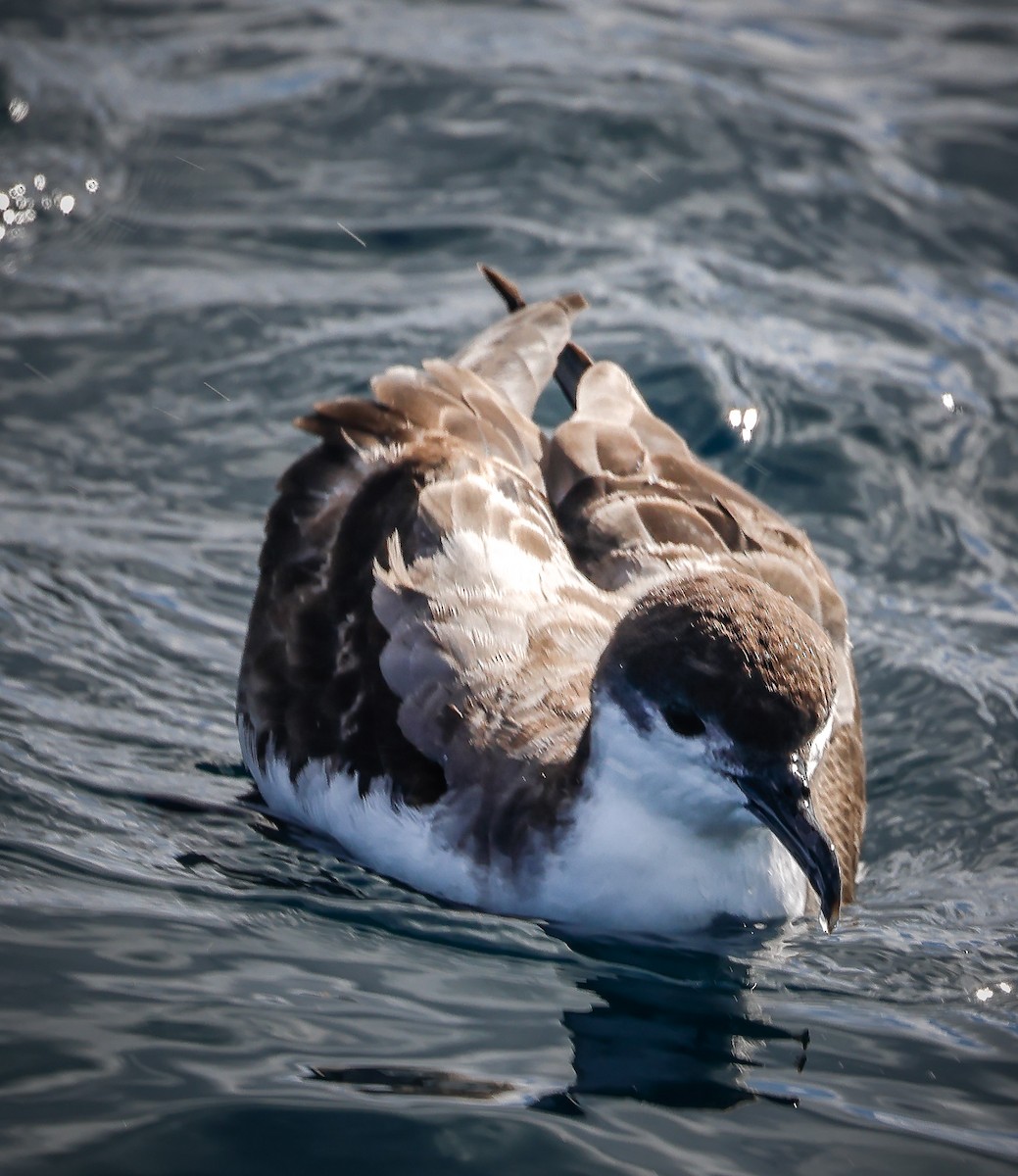 Buller's Shearwater - Jill Dale