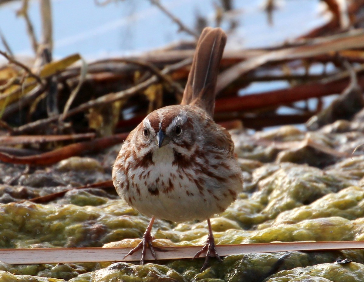 Song Sparrow (montana/merrilli) - sam hough