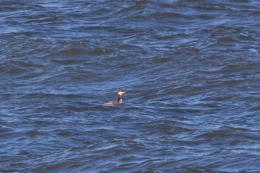 Red-necked Grebe - ML530010841