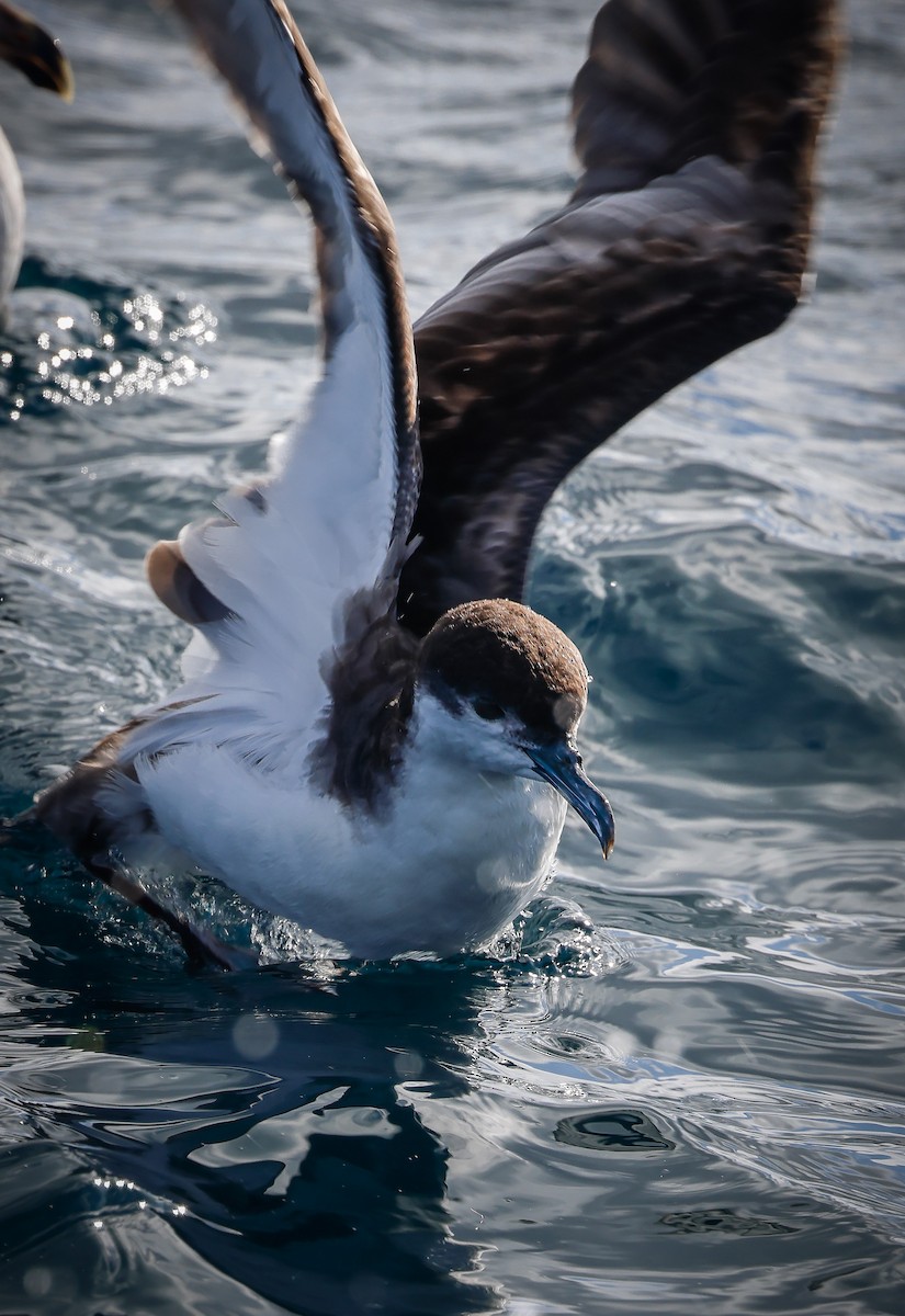 Buller's Shearwater - Jill Dale