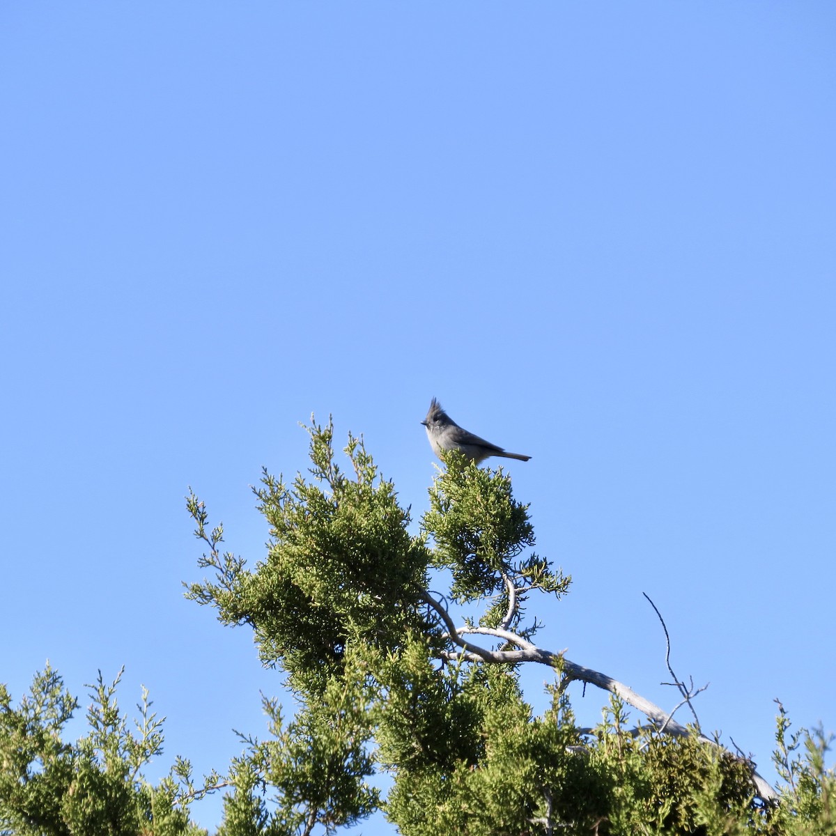 Juniper Titmouse - Cathy Theisen