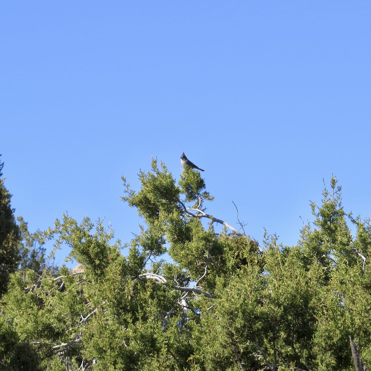 Juniper Titmouse - ML530011181