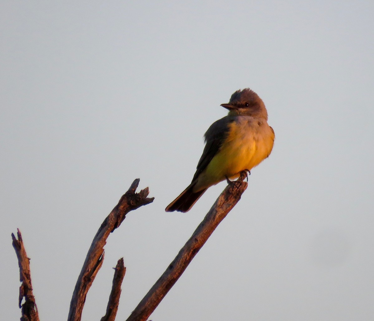 Western Kingbird - ML53001121