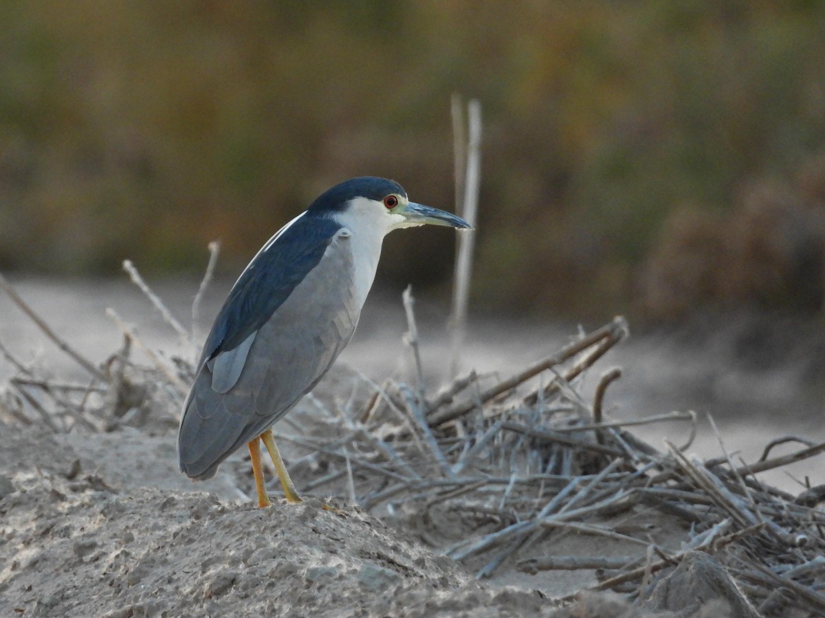 Black-crowned Night Heron - ML530011561