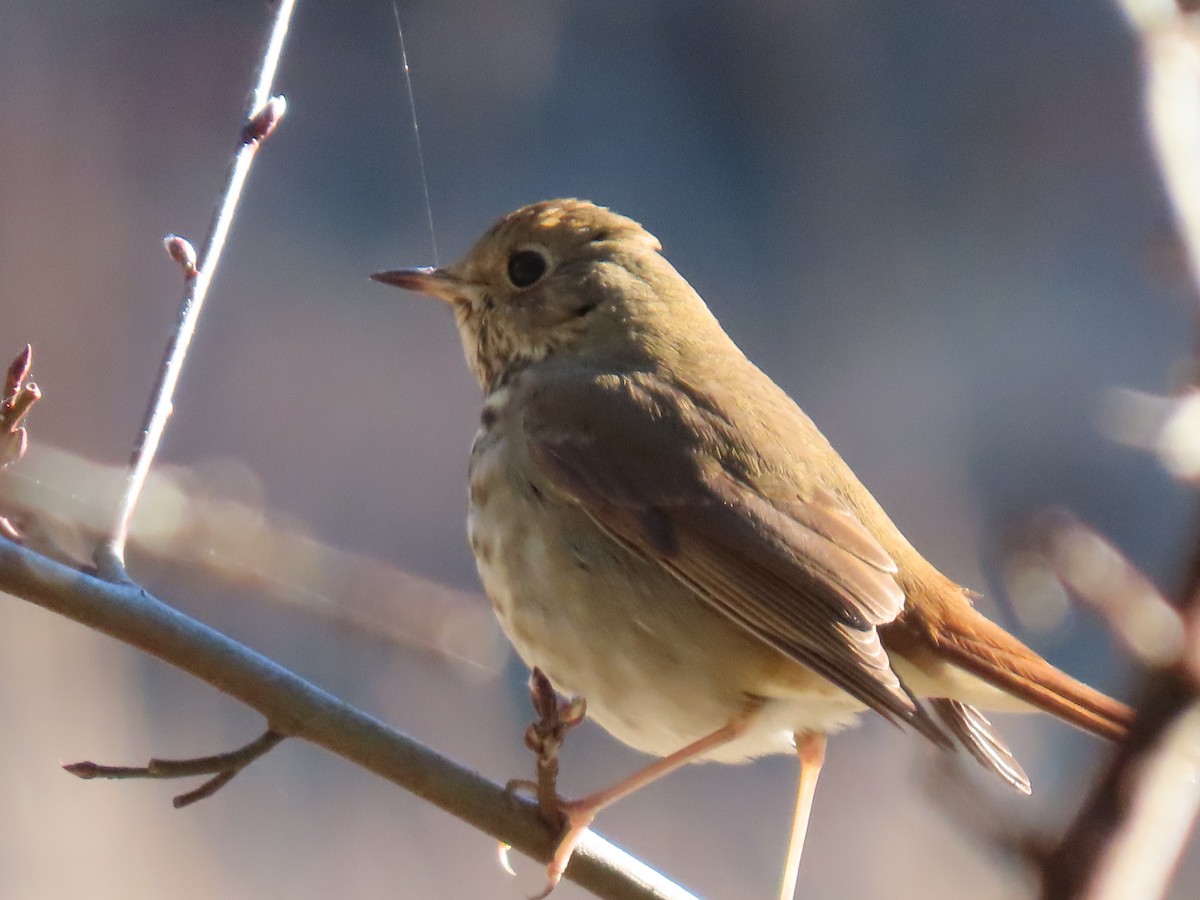 Hermit Thrush - ML530011961