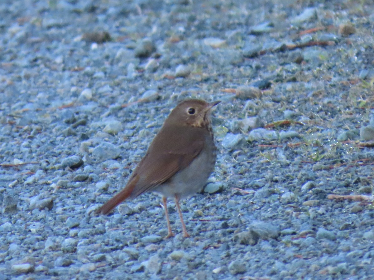 Hermit Thrush - ML530011971