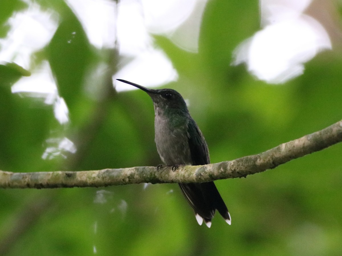 Violet-capped Woodnymph - ML530012371