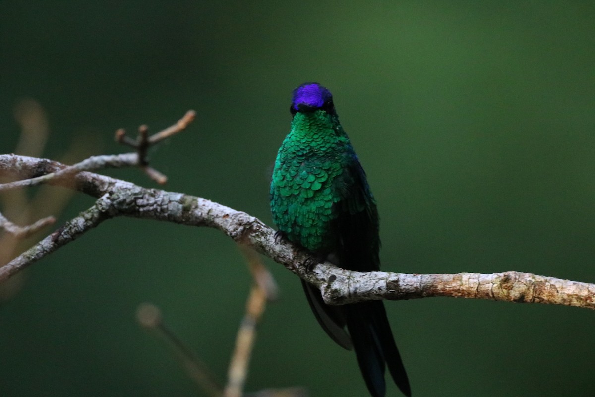 kolibřík fialovotemenný - ML530012381
