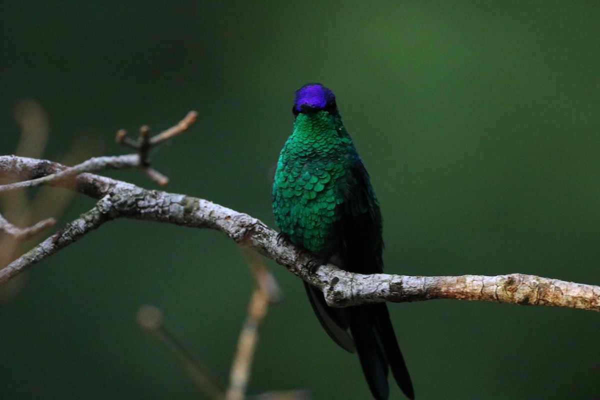 Violet-capped Woodnymph - ML530012381