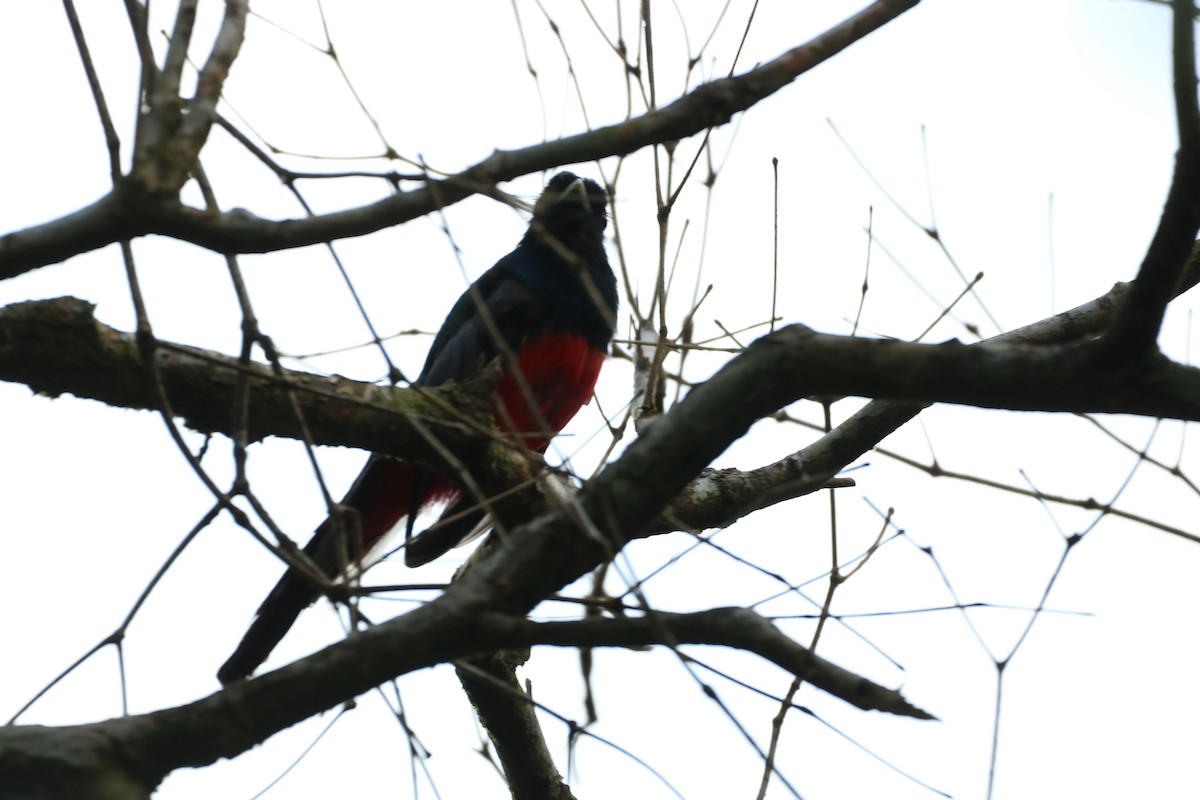 Trogon surucua - ML530012611