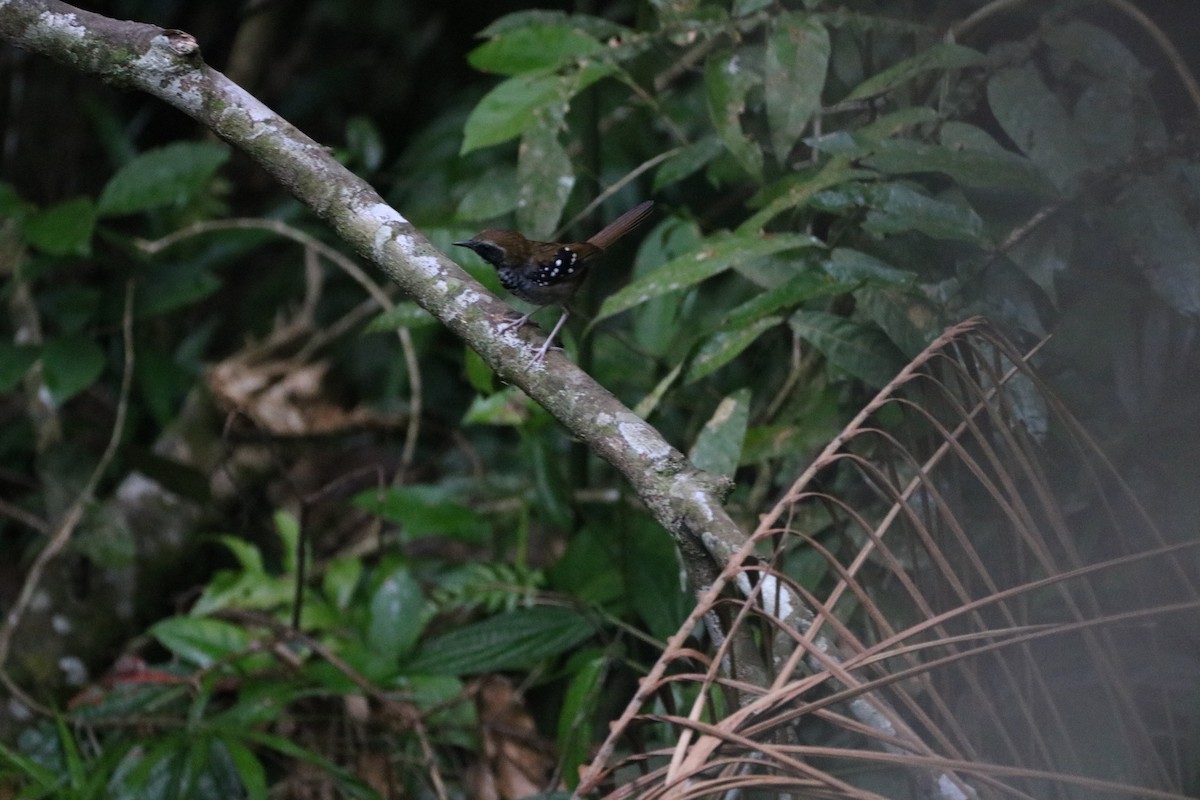 Squamate Antbird - ML530012811