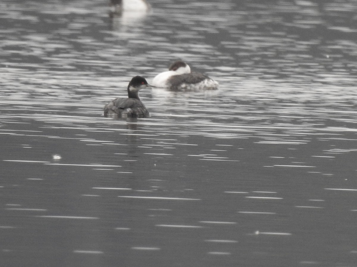 Eared Grebe - ML530012851
