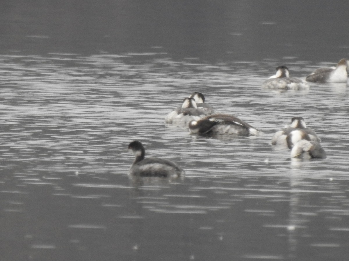 Eared Grebe - ML530012861