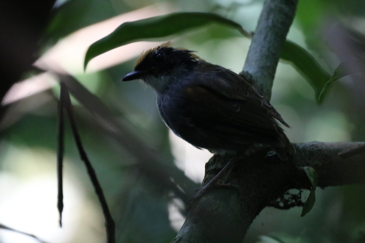 Black-cheeked Gnateater - Henrique Ressel