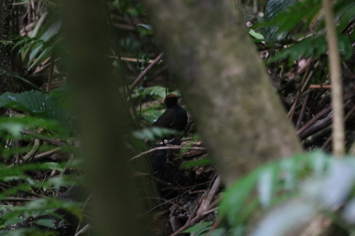 Rufous-capped Antthrush - Henrique Ressel