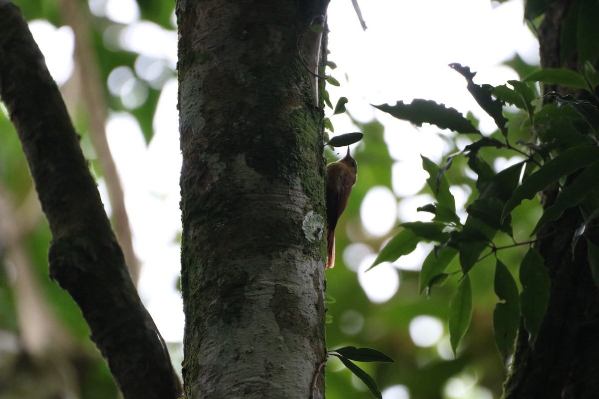 Olivaceous Woodcreeper - Henrique Ressel