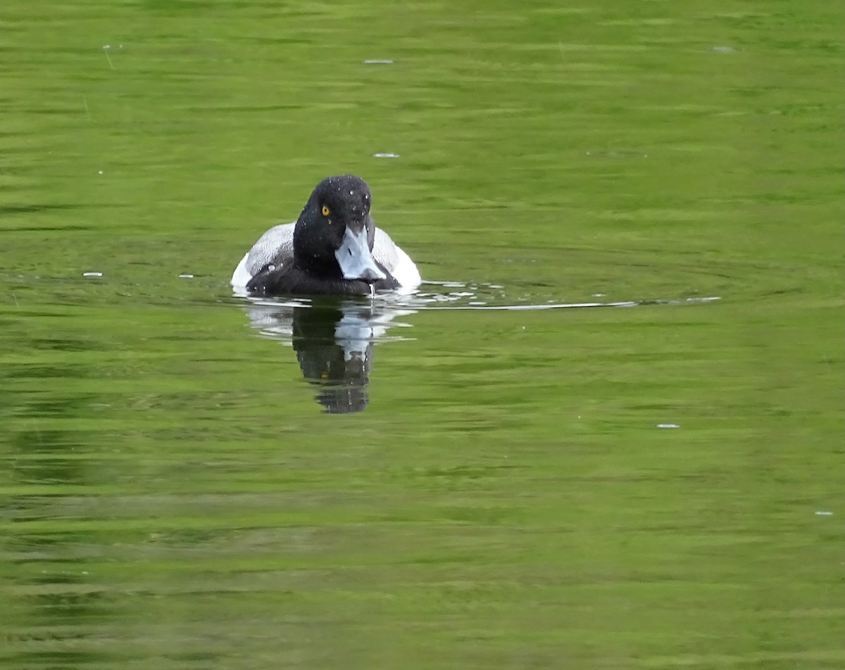 Greater Scaup - ML530013321