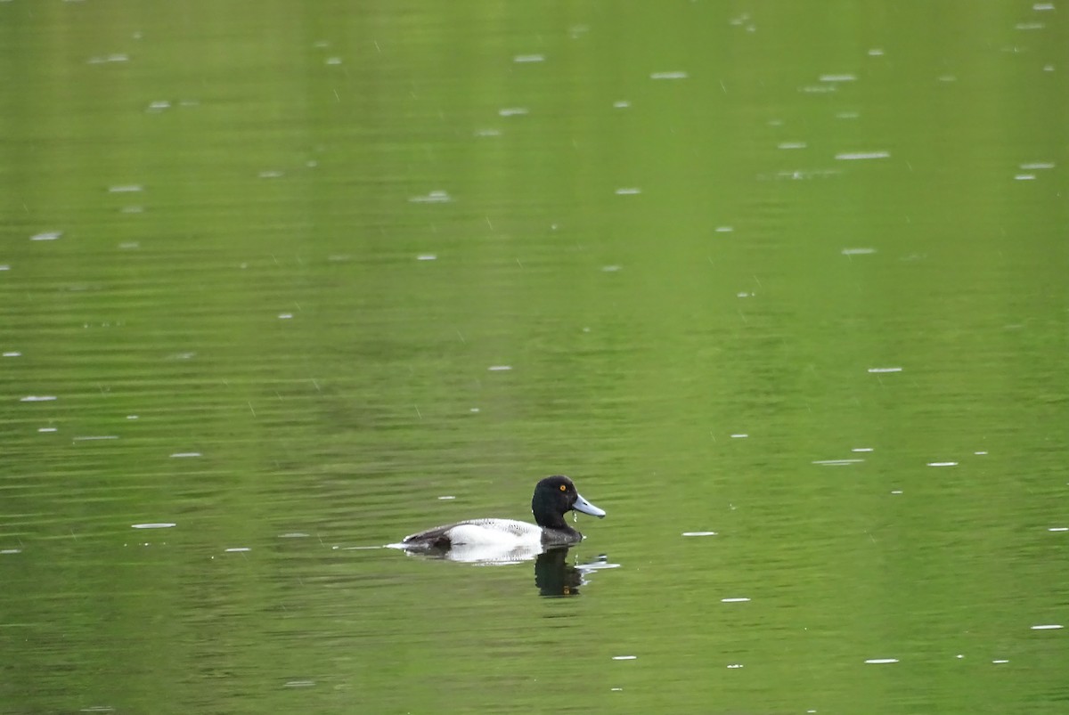 Greater Scaup - ML530013351