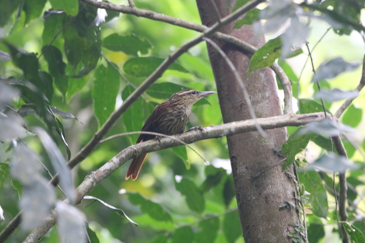 Pale-browed Treehunter - Henrique Ressel