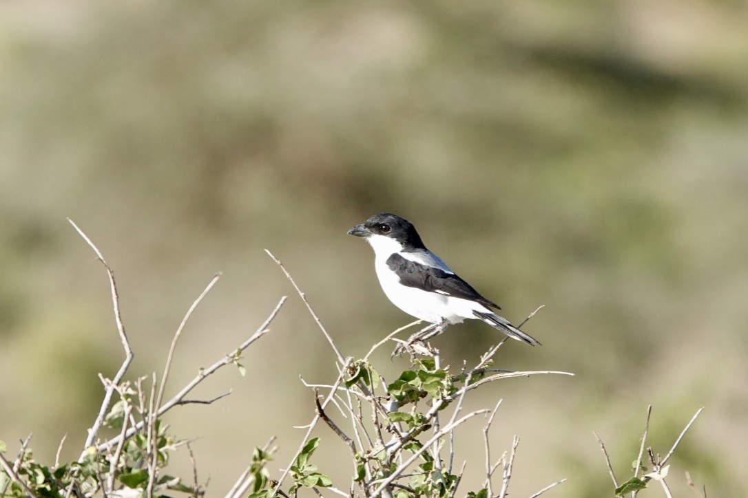 Alcaudón de Los Taita - ML530013541