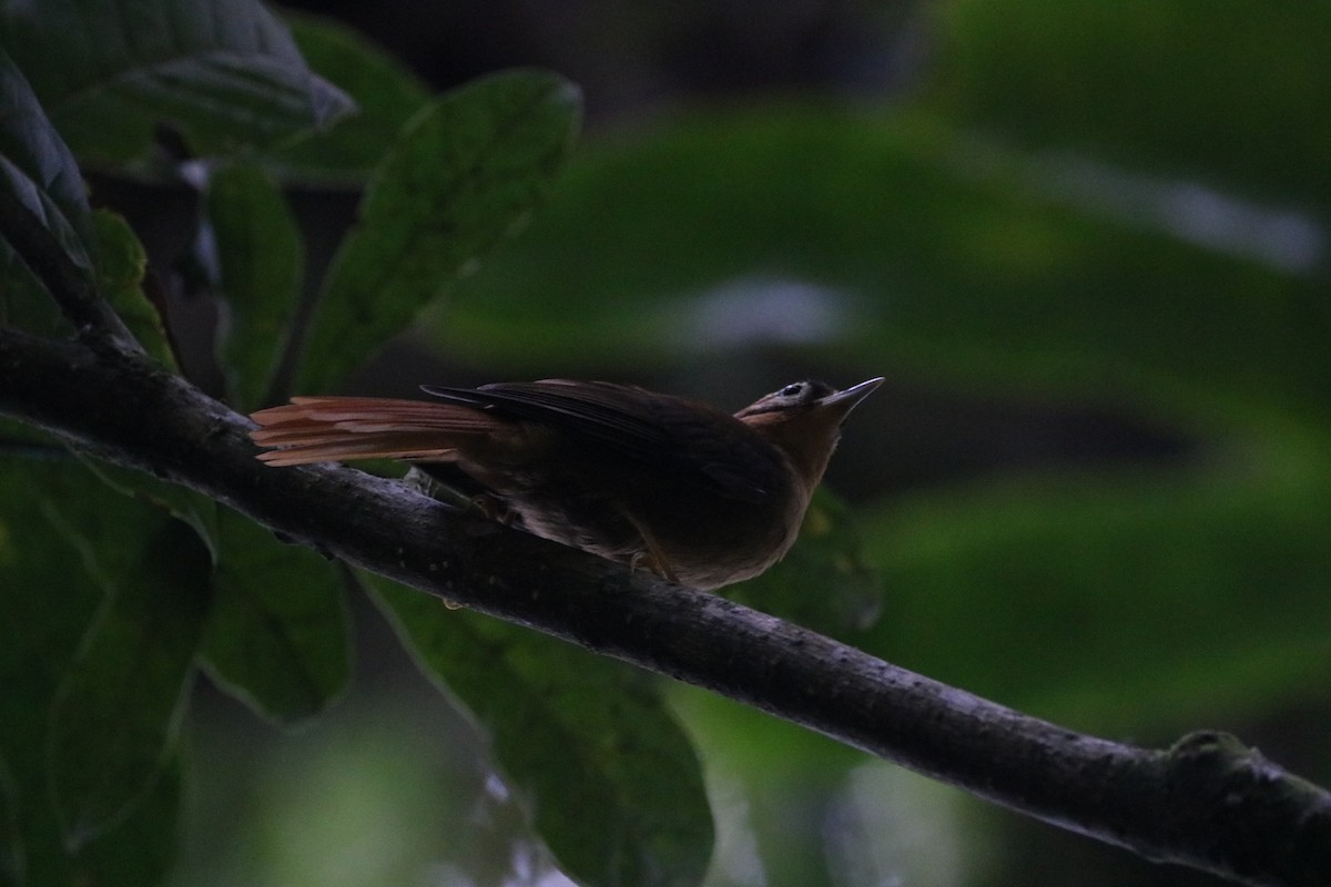 Black-capped Foliage-gleaner - ML530013651