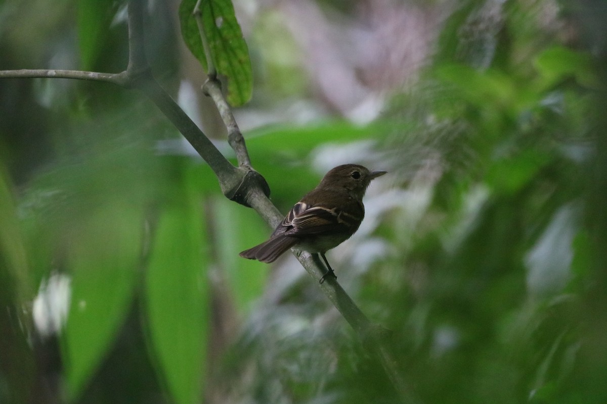 Euler's Flycatcher - Henrique Ressel