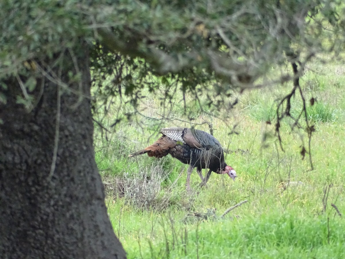 Wild Turkey - ML530013891