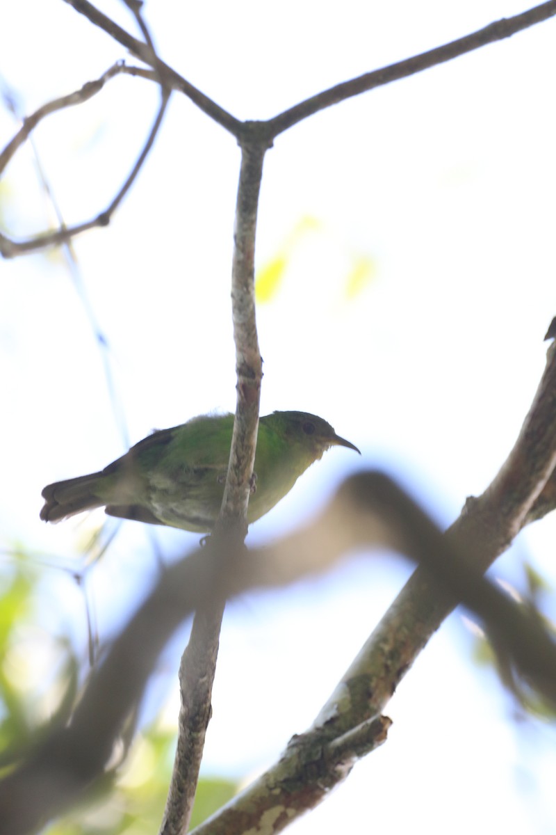 Green Honeycreeper - Henrique Ressel