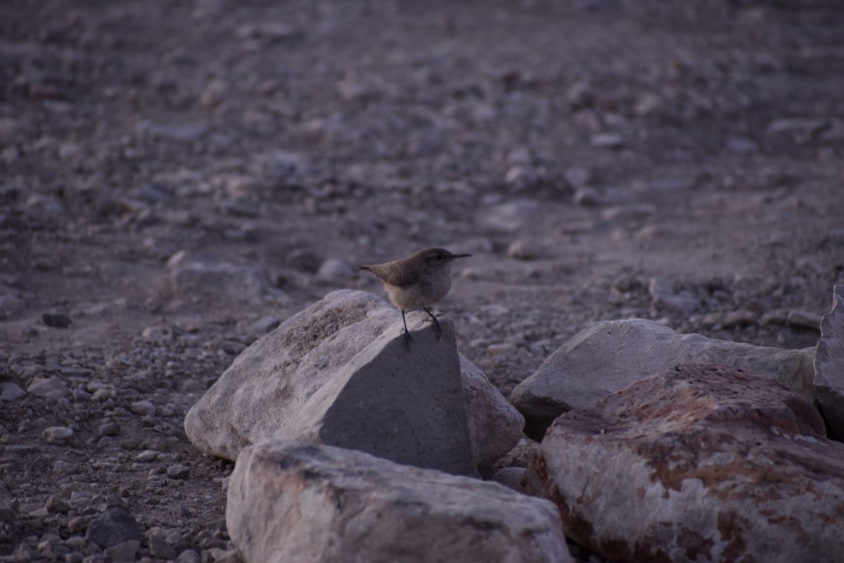 Rock Wren - ML530014641