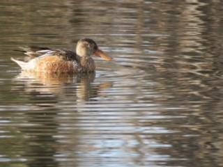 Löffelente - ML530015091