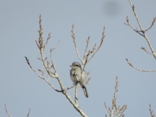 Northern Shrike - ML530015431