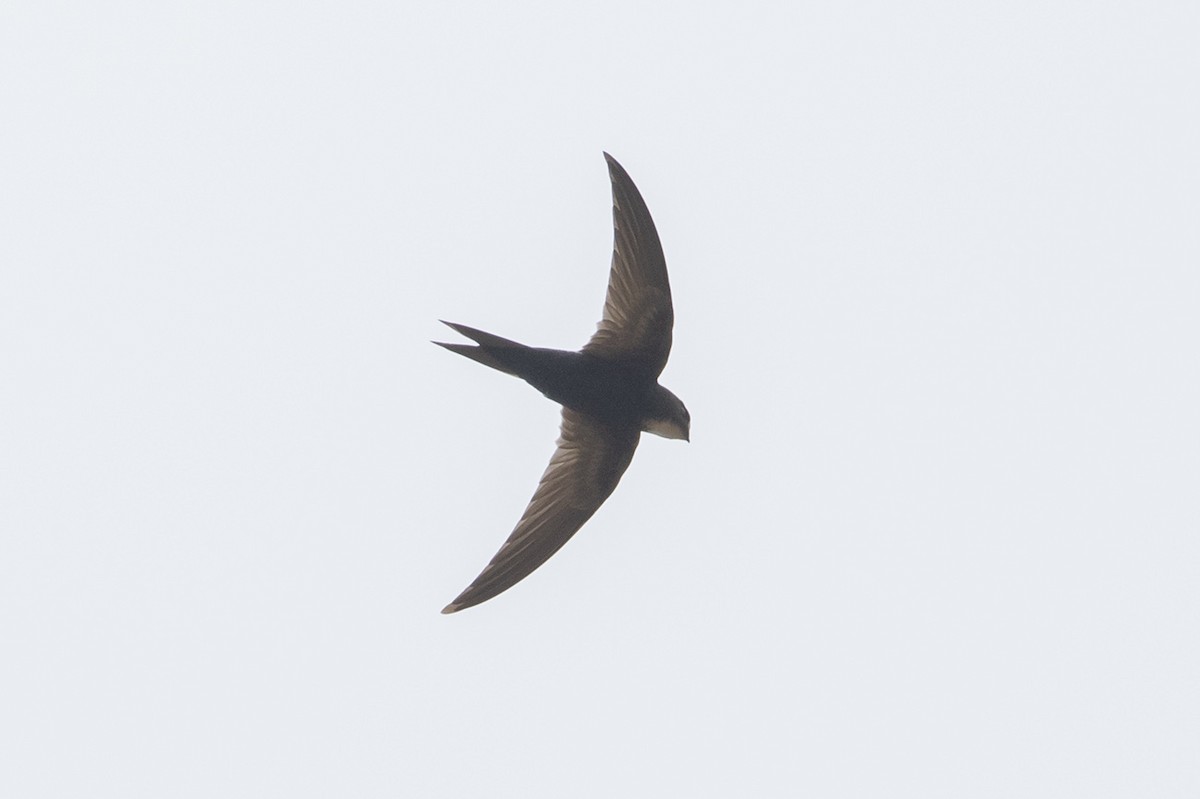 Common Swift - ML530017801