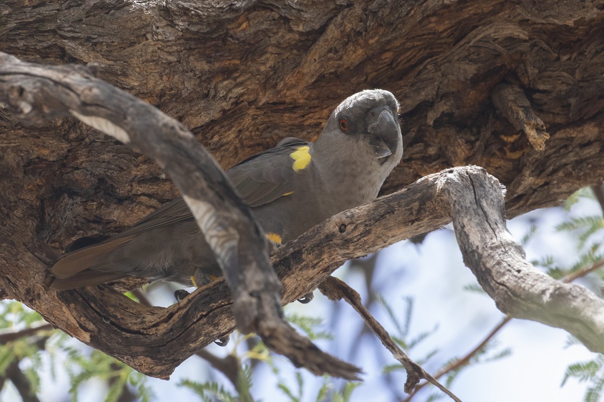 Rüppell's Parrot - ML530018581