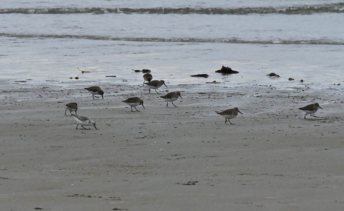 Dunlin - ML530019751