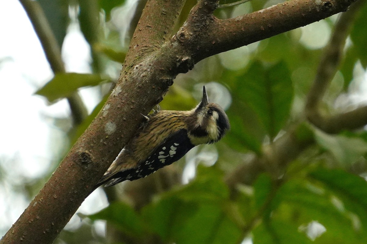 Gray-capped Pygmy Woodpecker - ML530020181