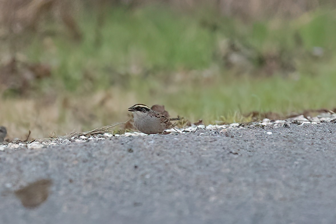 Striped Sparrow - ML530020191