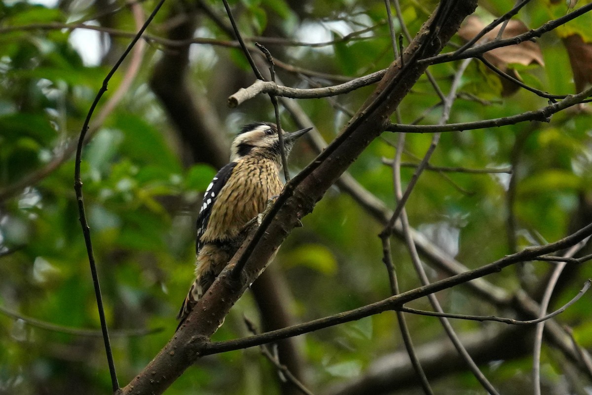 Gray-capped Pygmy Woodpecker - ML530020441