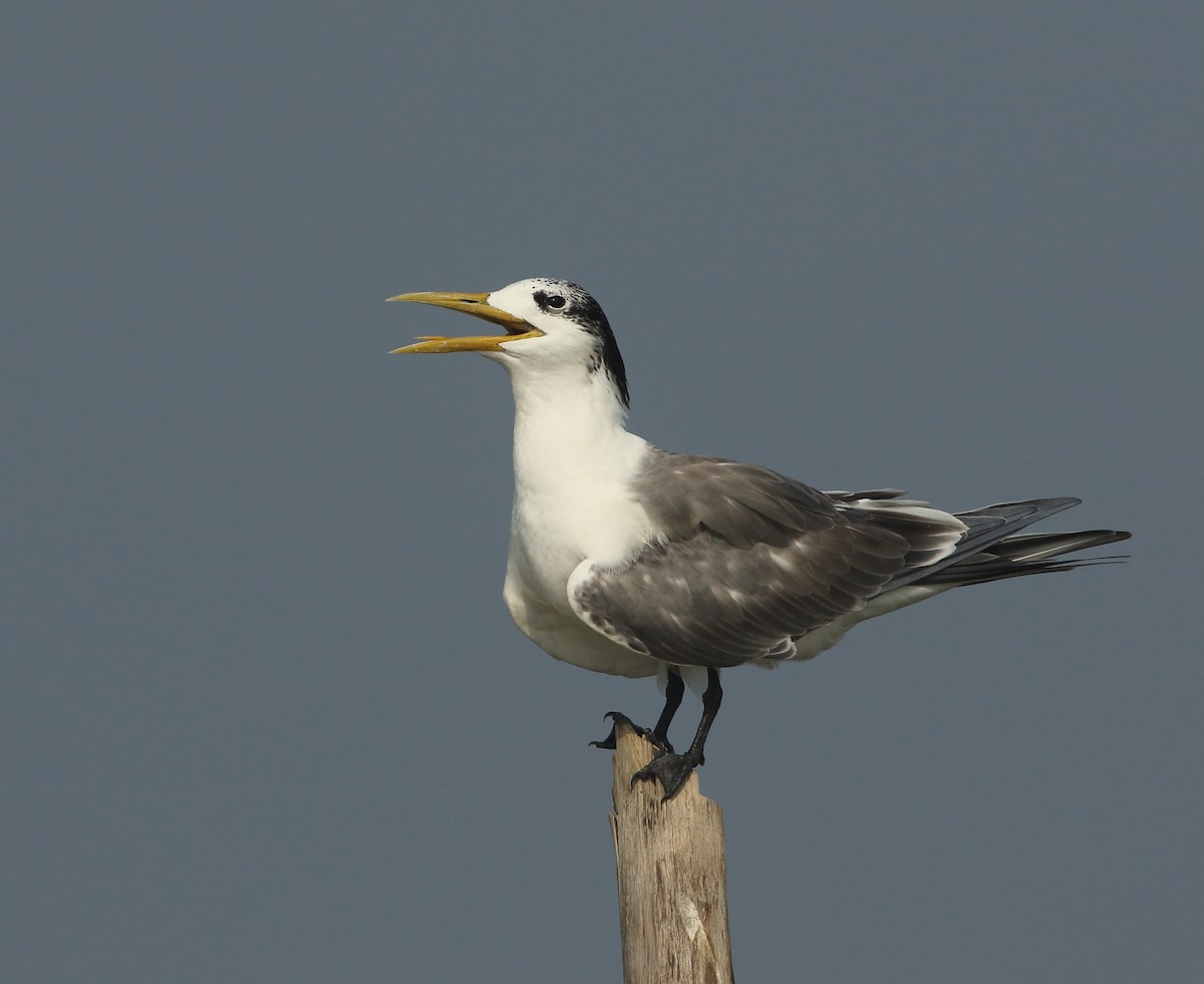 Great Crested Tern - Savio Fonseca (www.avocet-peregrine.com)