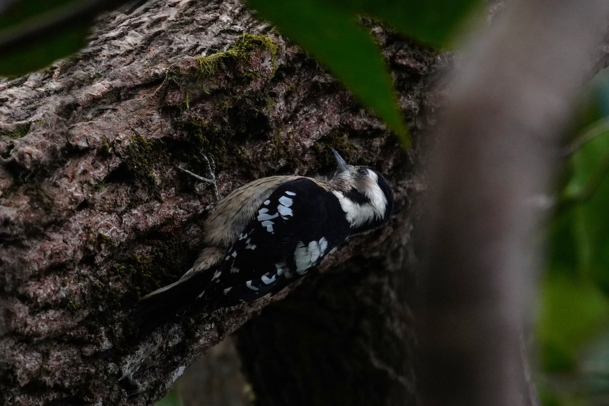 Gray-capped Pygmy Woodpecker - ML530020511