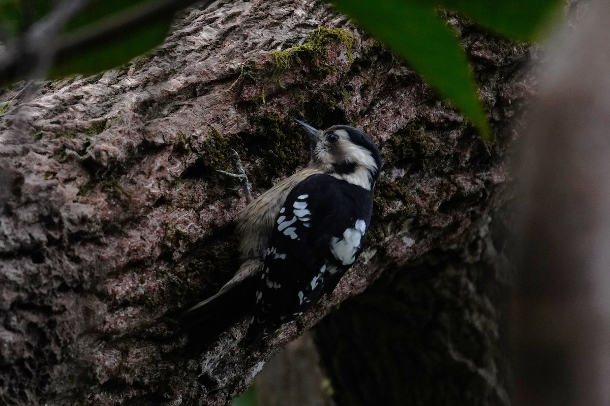 Gray-capped Pygmy Woodpecker - ML530020671