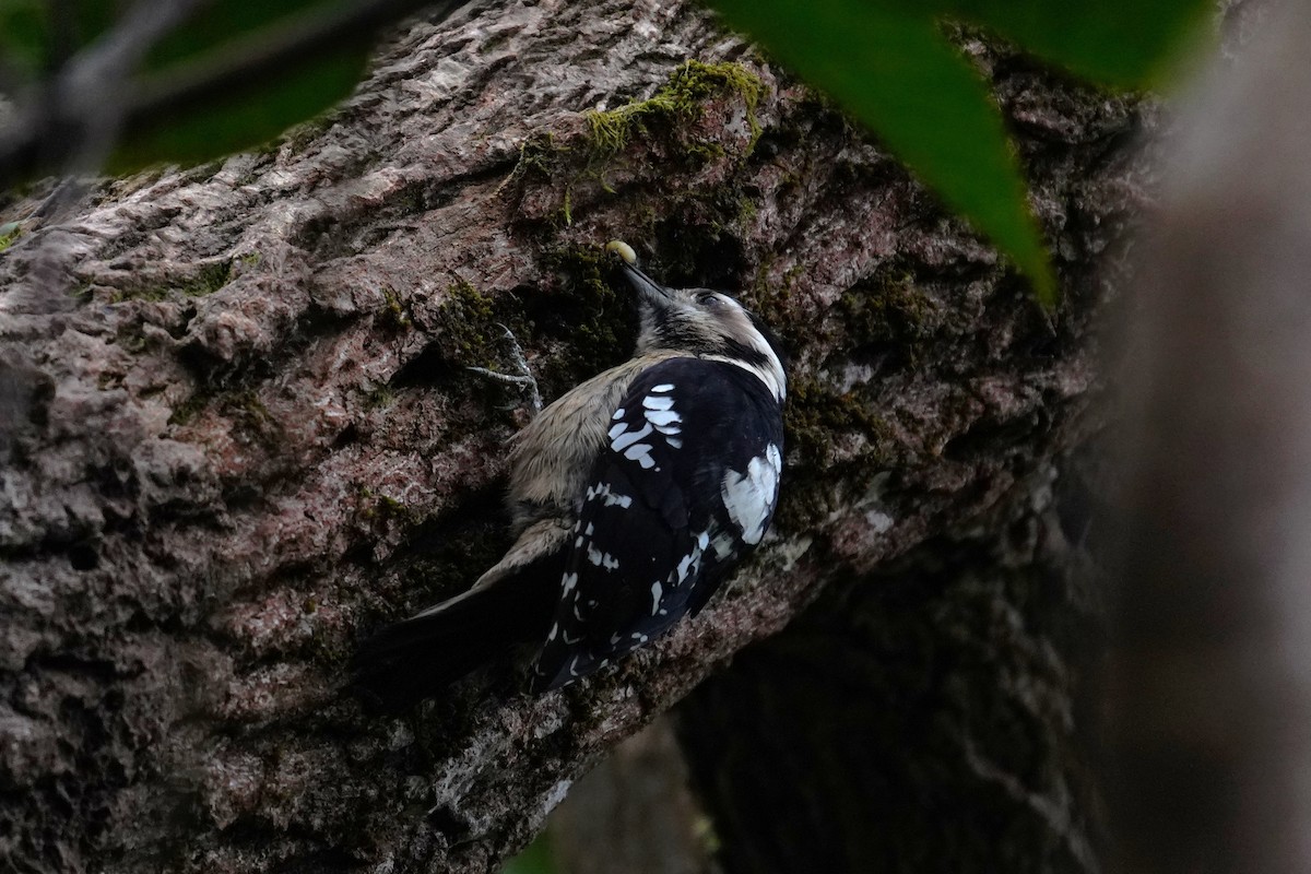 Gray-capped Pygmy Woodpecker - ML530020801