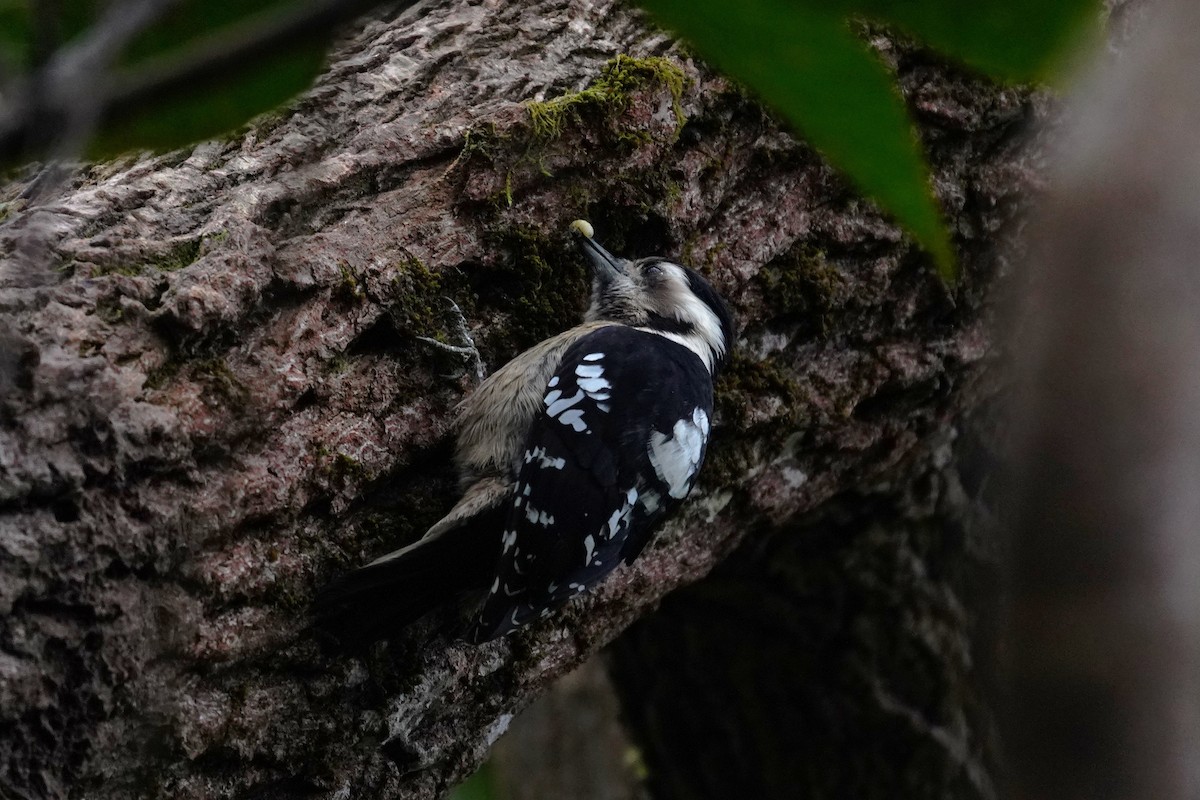 Gray-capped Pygmy Woodpecker - ML530020941