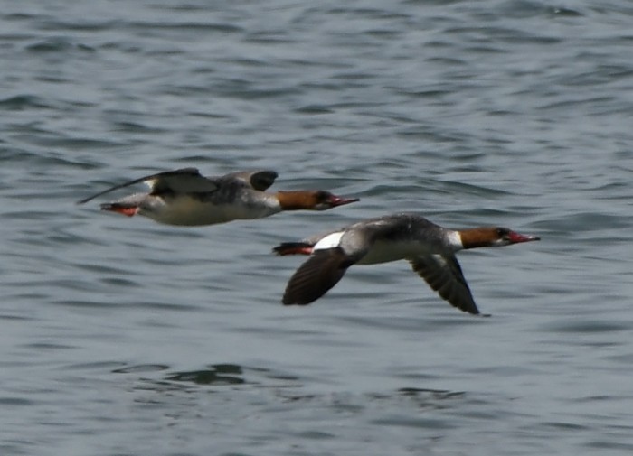 Common Merganser - MJ OnWhidbey