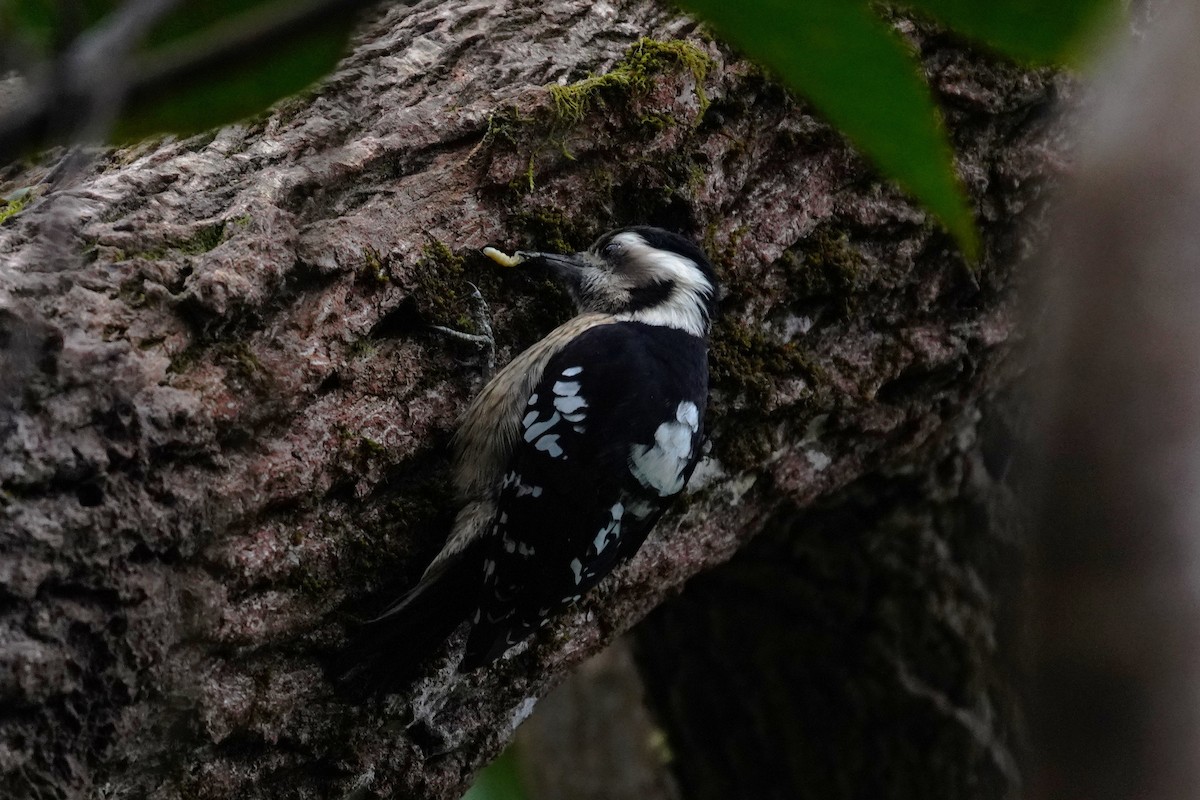 Gray-capped Pygmy Woodpecker - ML530021601