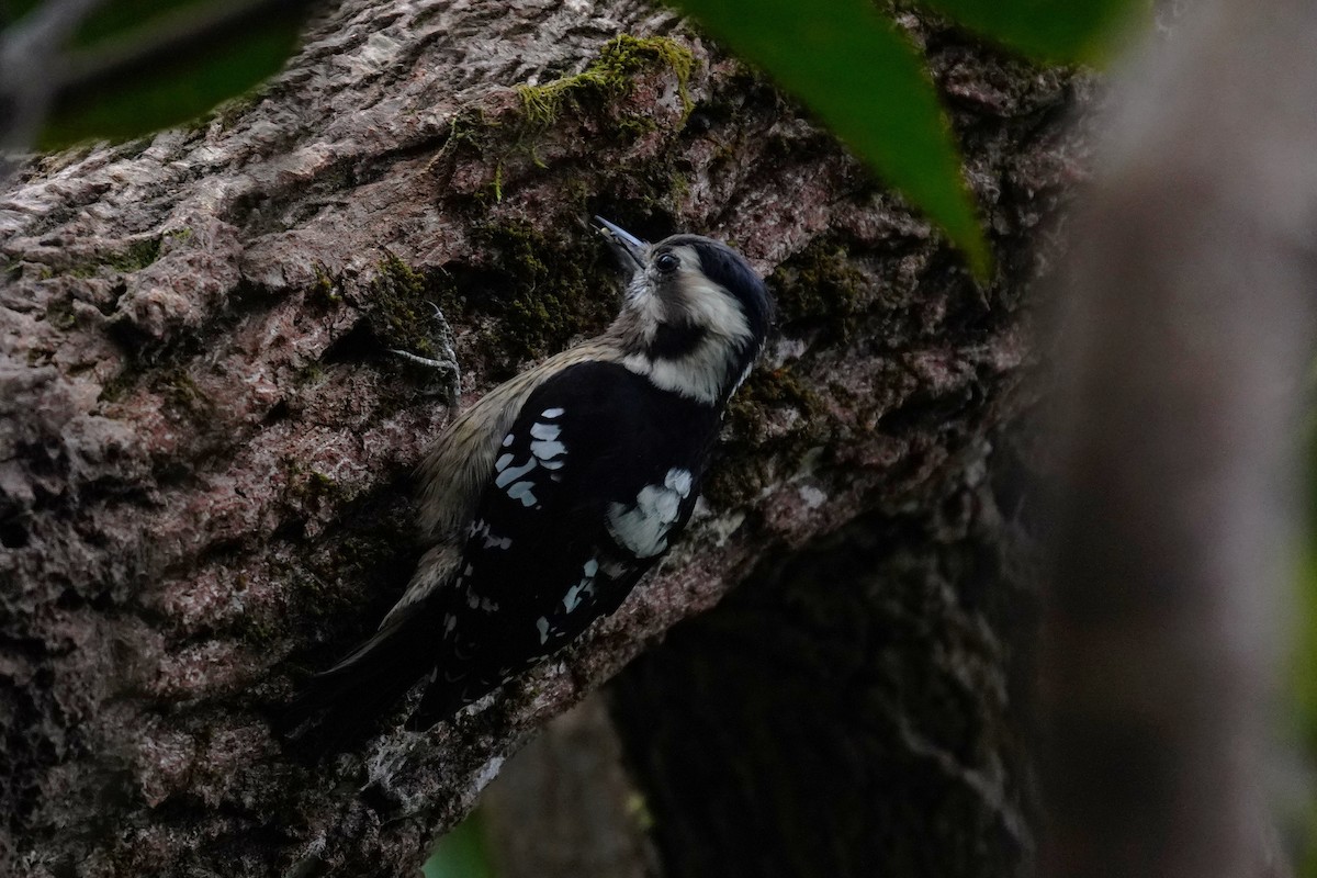 Gray-capped Pygmy Woodpecker - ML530021791