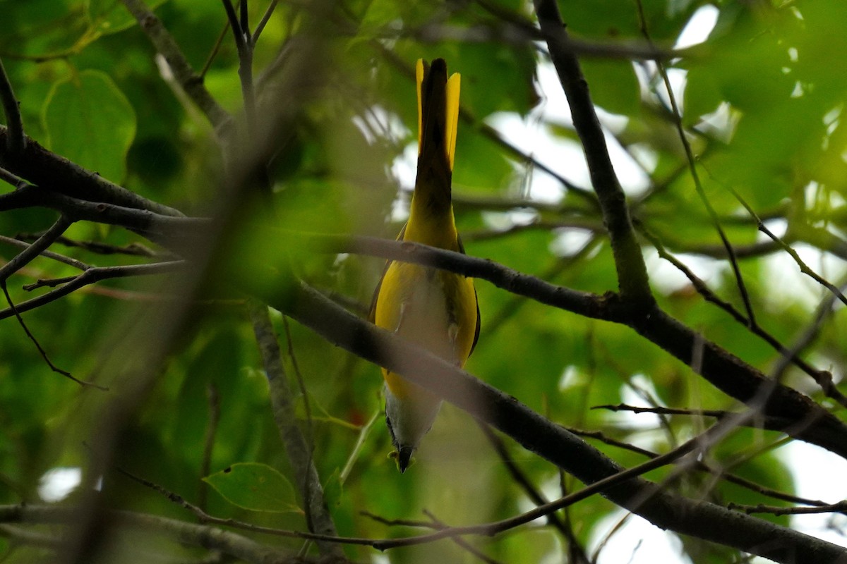 Minivet mandarin - ML530021981